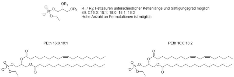 PEth Basic structure and the two most common homologs